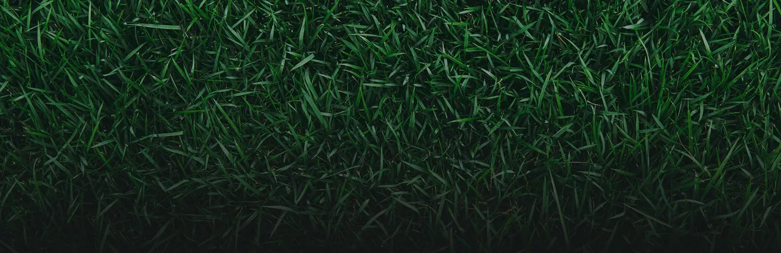 Green healthy grass
