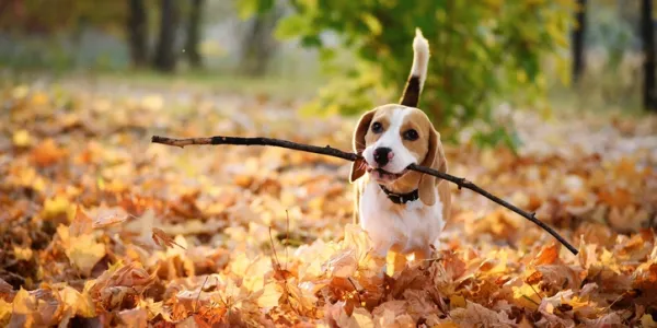 dog carrying a stick in fall leaves