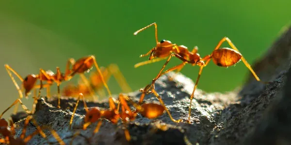 fire ants