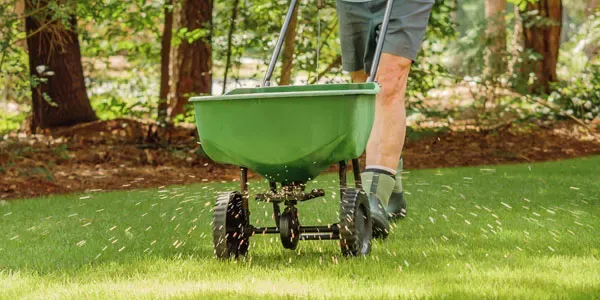 overseeding lawn