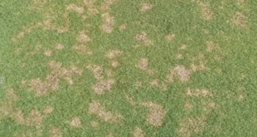 dollar spot