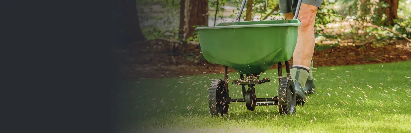 Overseeding lawn