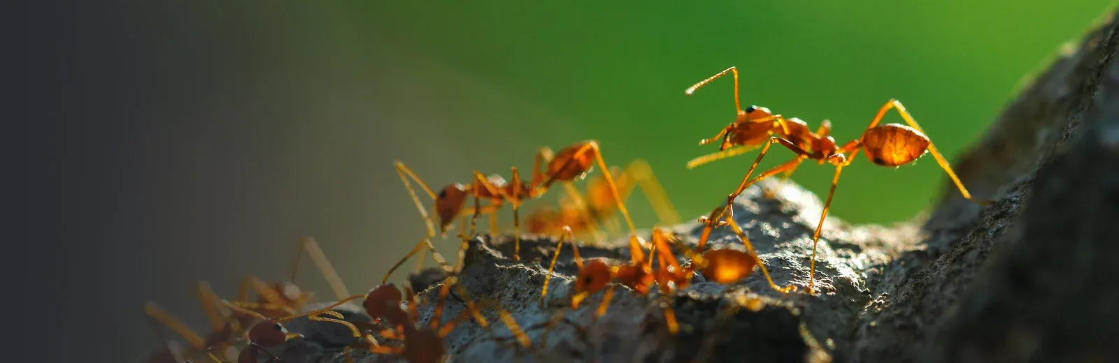 Fire ants